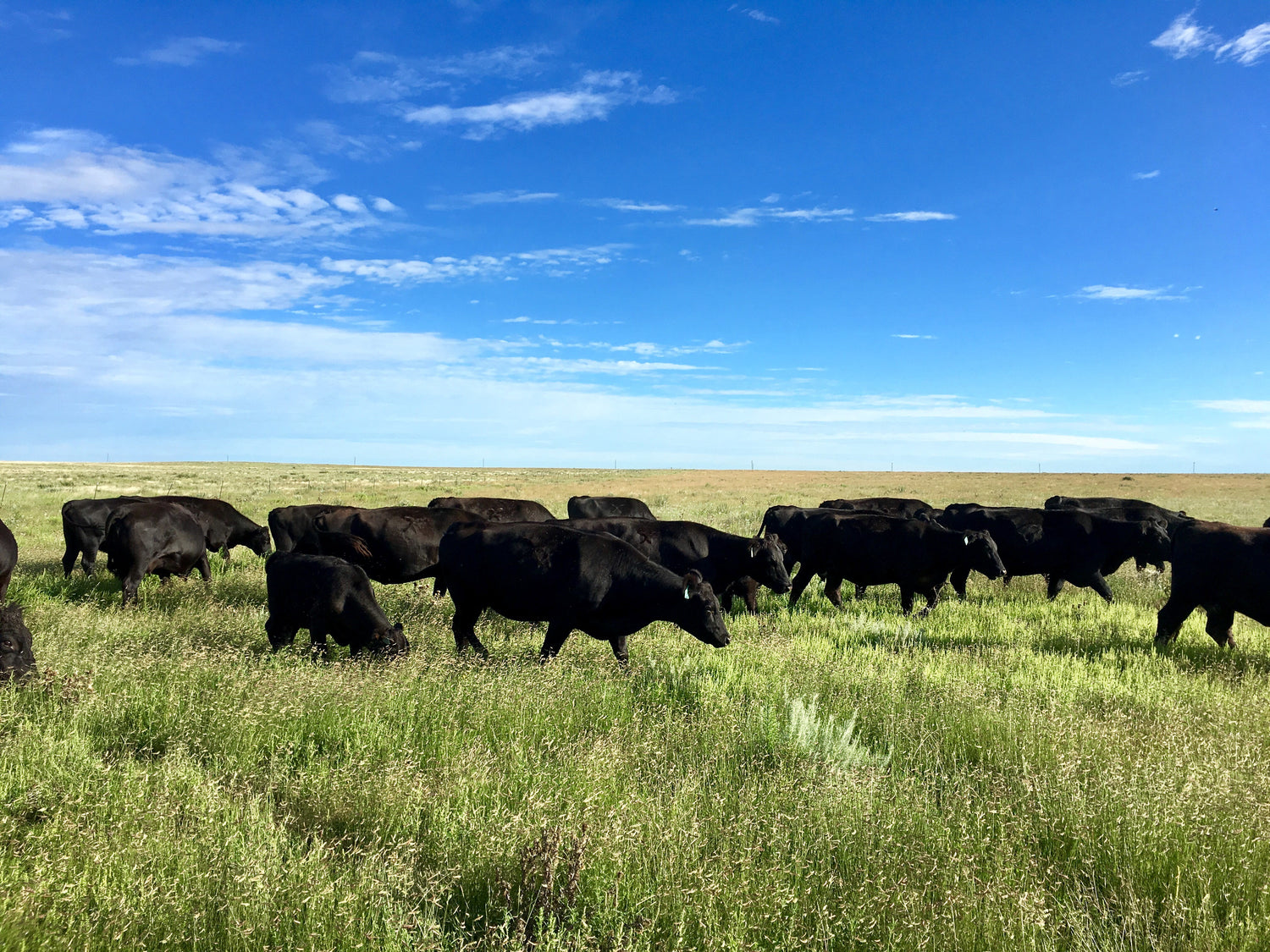 Murdock Land and Cattle
